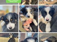 Reinrassige Border Collie Welpen aus erfahrener Hand