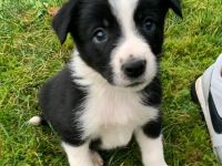 Reinrassige Border Collie Welpen aus erfahrener Hand