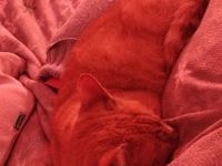 Verschmuster Kater sucht liebevolles zuhause