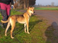 "Figo" sucht erfahrene Hundehalter mit ländlicher Wohnlage