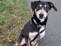 "Joker" sucht Einzelperson oder Paar mit Erfahrung und lust auf Hundesport