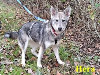 "Hera" und "Hilda" hübsche Husky-Mix Junghündinnen suchen Zuhause