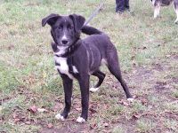 "Alina" kleine Retriever-Mix Junghündin sucht ein Zuhause