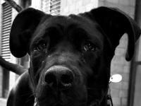 Champ sucht für immer zuhause