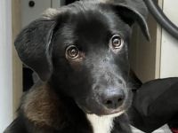 Kleiner Herzensbrecher Picu