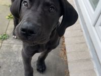 Traum Welpe Loki Deutsche Dogge x Boerboel