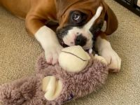 Wunderschöne Boxer Welpen