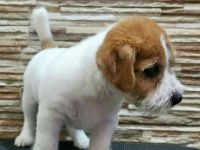 Süße Jack Russell Welpen - Männchen und Weibchen Familienbegleiter