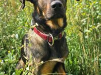 Loki in 12167 Berlin sucht sein Für-immer-Zuhause