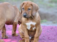 Zauberhafter Rhodesian Ridgeback Junge (*04.09.2025) - kuschelig, meschenbezogen, aufgeschlossen