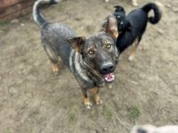 Chance sucht sein Für-immer-Zuhause