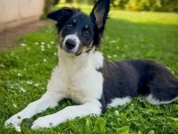 Molly in 31535 Neustadt sucht ihr Für-immer-Zuhause