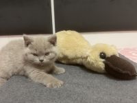 Bkh  Kitten mit Stammbaum geimpft