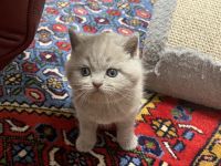 Bkh  Kitten mit Stammbaum geimpft