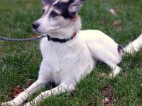 Stella in 52351 Düren sucht ihr Für-immer-Zuhause