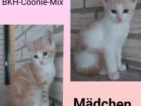 BKH-MaineCoon-Mix Kitten