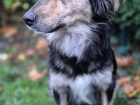 Amaya auf Pflegestelle in 45888 Gelsenkirchen sucht ihr Für-immer-Zuhause