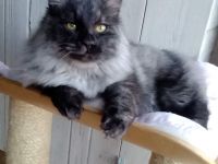 Kurilian Bobtail Katze Kater