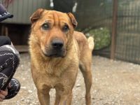 Wer schenkt Sven ein liebevolles Zuhause?