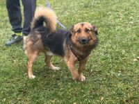 Laszlo - tapfer und liebenswert