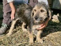 Alana, klein, freundlich, sucht eine nette Familie