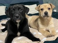 Labrador Welpen Weibchen