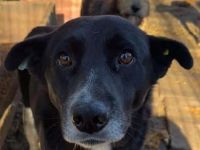 Achim, verschmuster, fröhlicher Rüde, dessen Gesellschaft ein absoluter Gewinn ist, 4J, 48 cm