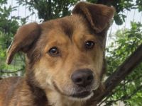 Cody, freundliches, sportliches, aktives  Energiebündel, das Spaß am Leben hat, 3,5 J, 48 cm