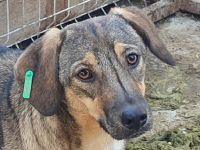 Stacy, zurückhaltende, liebe Hündin, die bis jetzt nur den Tierheimalltag kennt, 14 M, 45 cm