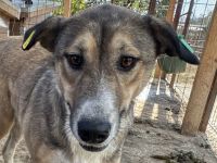 Tora, aufgeschlossene, verschmuste Junghündin auf der Suche nach ihrer Familie, 2 J, 56 cm