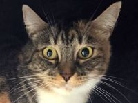 Rubia, 6-jährige hübsche, sanfte Katzendame, die Zeit und einfühlsame Menschen zum Aufblühen sucht