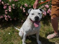 Lavendel sucht ein Zuhause außerhalb von Deutschland