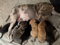 XXL bully x Stafford Terrier Welpen