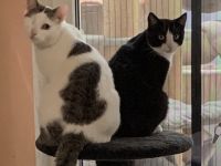 2 Kater suchen ein liebevolles gemeinsames Zuhause in Wohnungshaltung