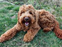 Deckrüde, Australian Labradoodle, rot, medium, HD, ED, ECVO untersucht, mit Ahnentafel