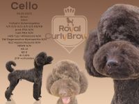 Deckrüde Großpudel mit ZTP