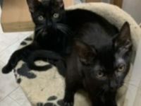 2 kleine Schätze ( Kater ) suchen ein liebevolles Zuhause in Wohnungshaltung mit vernetzten Balkon