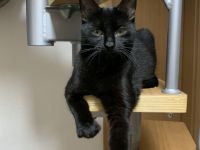 2 kleine Schätze ( Kater ) suchen ein liebevolles Zuhause in Wohnungshaltung mit vernetzten Balkon