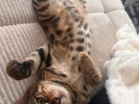 Bengal Kitten 4 Monate alter Kater