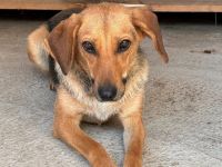 Zartes Gretchen sucht Schutzzone