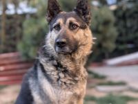 Traumhund Rick sucht seine Menschen