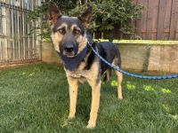 Traumhund Rick sucht seine Menschen