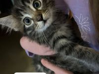 Maine Coon/Havana Mix Kitten