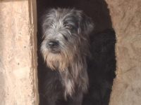 Schutzzone für Haldir gesucht