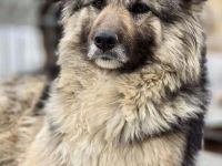 Blana sucht ihr Für-immer-Zuhause