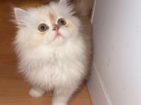 Wunderschöne Perser-Ragdoll-Mix Katzen abzugeben