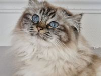 Heilige Birma Katze mit Stammbaum