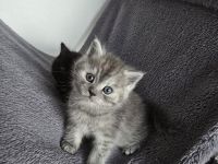 BKH-Mix Kater Kitten