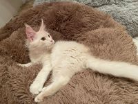 Maine Coon Kitten mit Stambaum