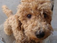 Süß, blond und clever: Aussiedoodle-Junghündin sucht liebevolles neues Zuhause